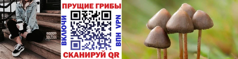 Галлюциногенные грибы Psilocybe Новохопёрск